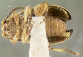 Media type: image;   Entomology 33649 Aspect: habitus ventral view